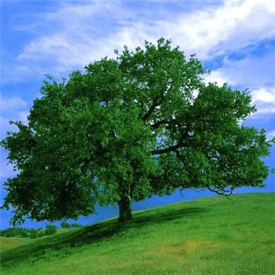 江南app下载平台